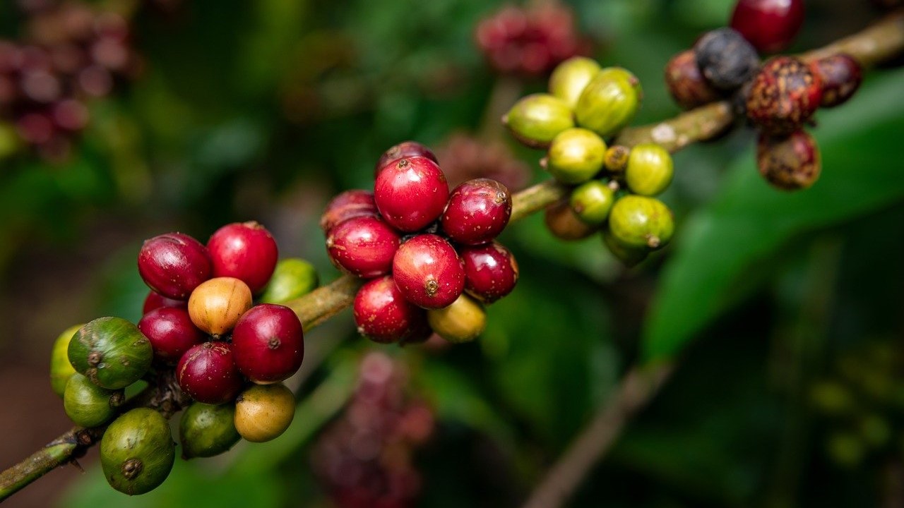 Faire Produke - Kaffeebaum